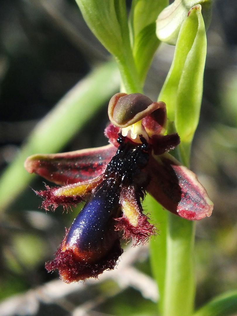 König-Ferdinand-Ragwurz (Ophrys regis-fernandii)