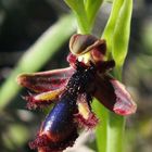 König-Ferdinand-Ragwurz (Ophrys regis-fernandii)