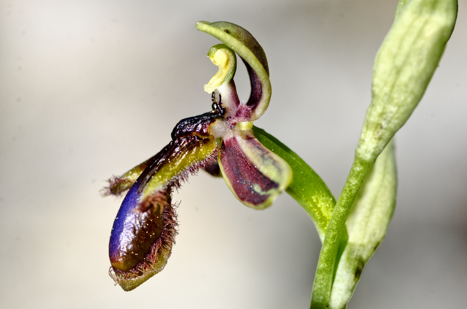 König Ferdinands Ragwurz (Ophrys regis-ferdinandii)