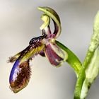 König Ferdinands Ragwurz (Ophrys regis-ferdinandii)
