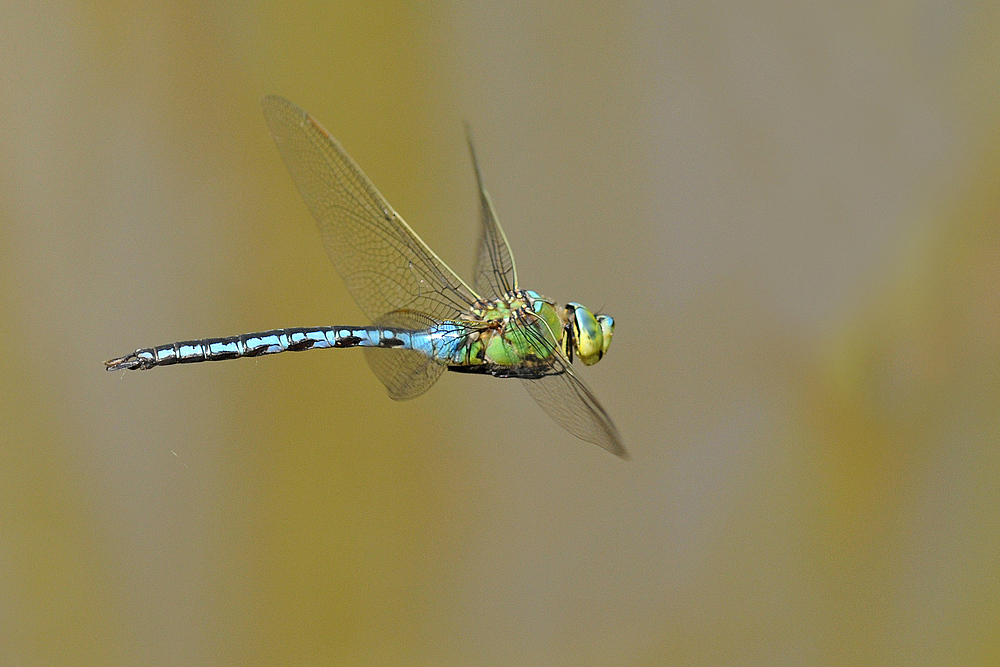 König – Flug