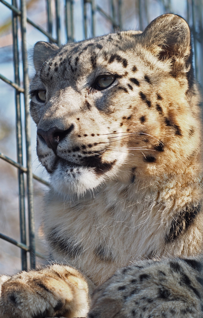 König hinter Gittern