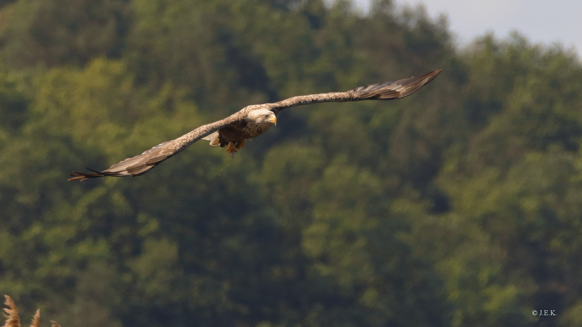 König im Anflug