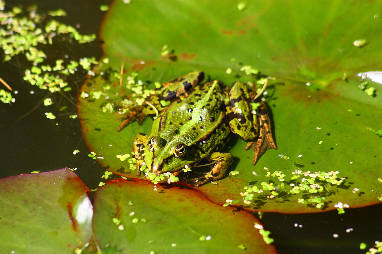 König im Gartenteich