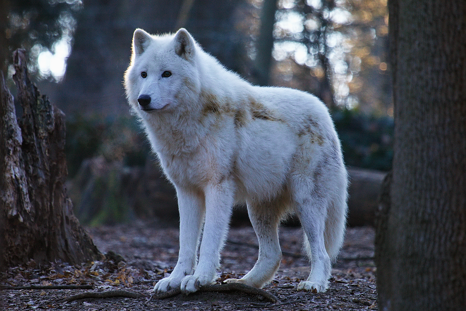 König im Großgehege