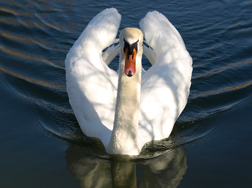 König im Teich