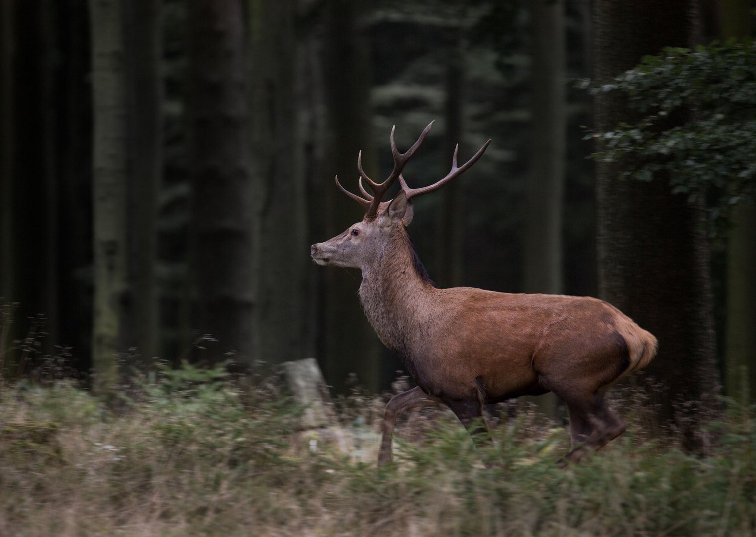 König im Walde