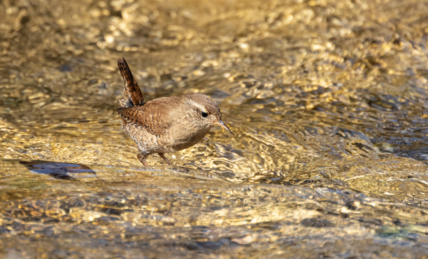 *** KÖNIG IM WASSER  ***