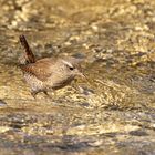 *** KÖNIG IM WASSER  ***