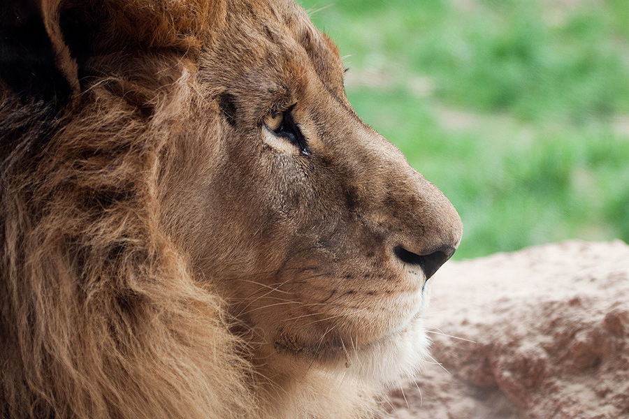 König im Zoo