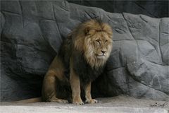 König Löwe