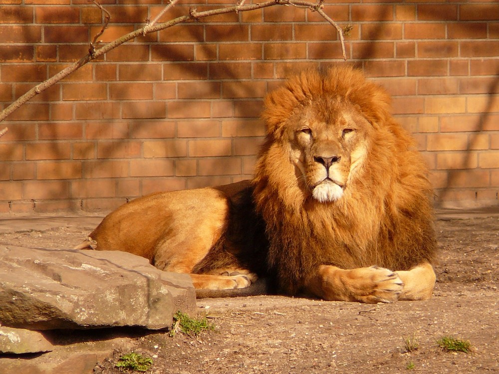 König Löwe in einer wahrlich majestätischen Haltung