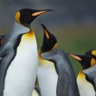 König Pinguine