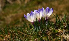 König Salomo und die Appenzeller Krokusse