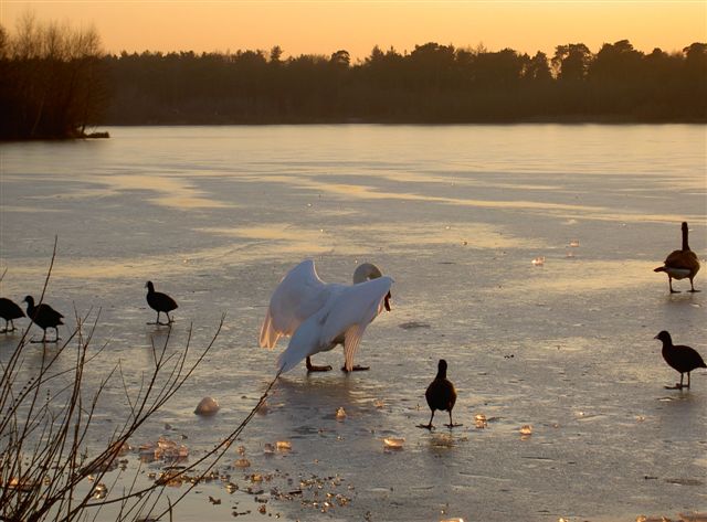 König vom Schwanensee