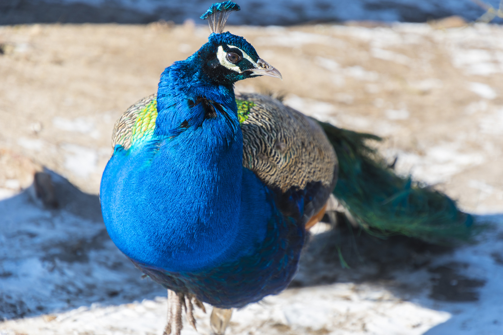 König vom Schwentinepark