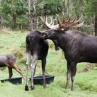 Könige der Wälder