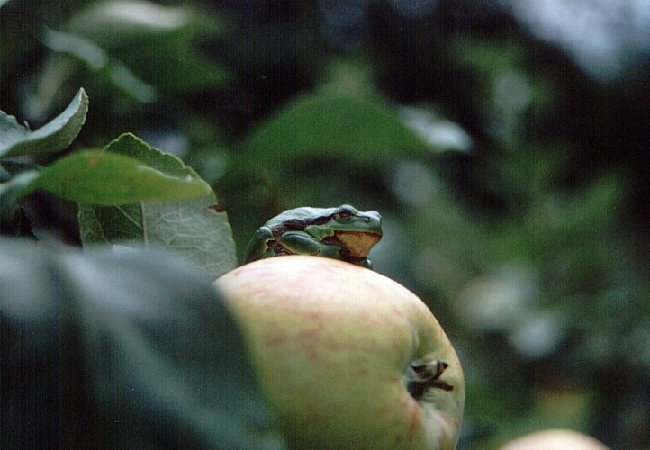 König"Frosch" 2