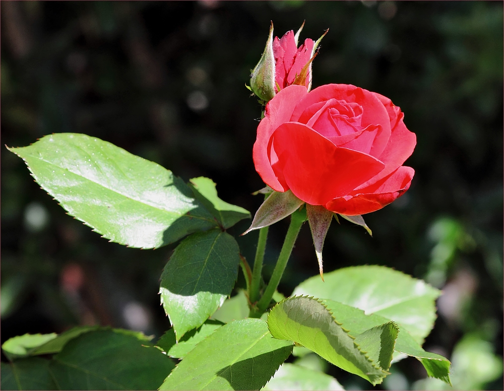 Königin aller Blumen