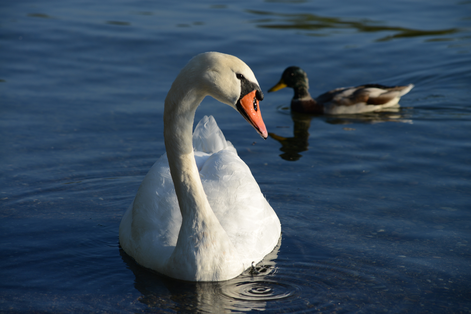 Königin auf dem See