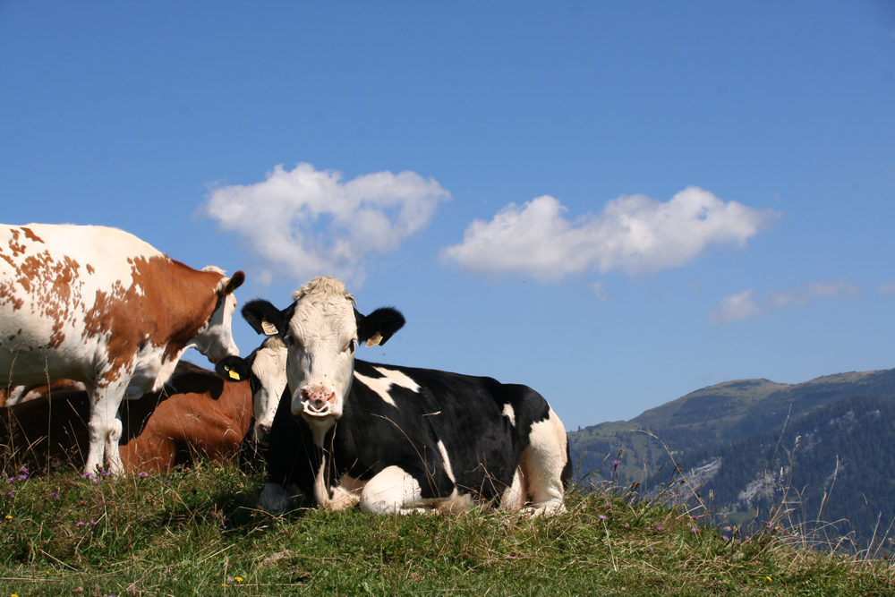 Königin der Alm