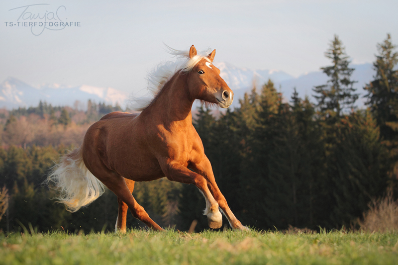 Königin der Alpen