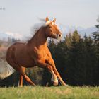 Königin der Alpen