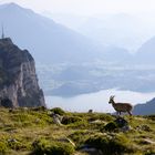 Königin der Alpen