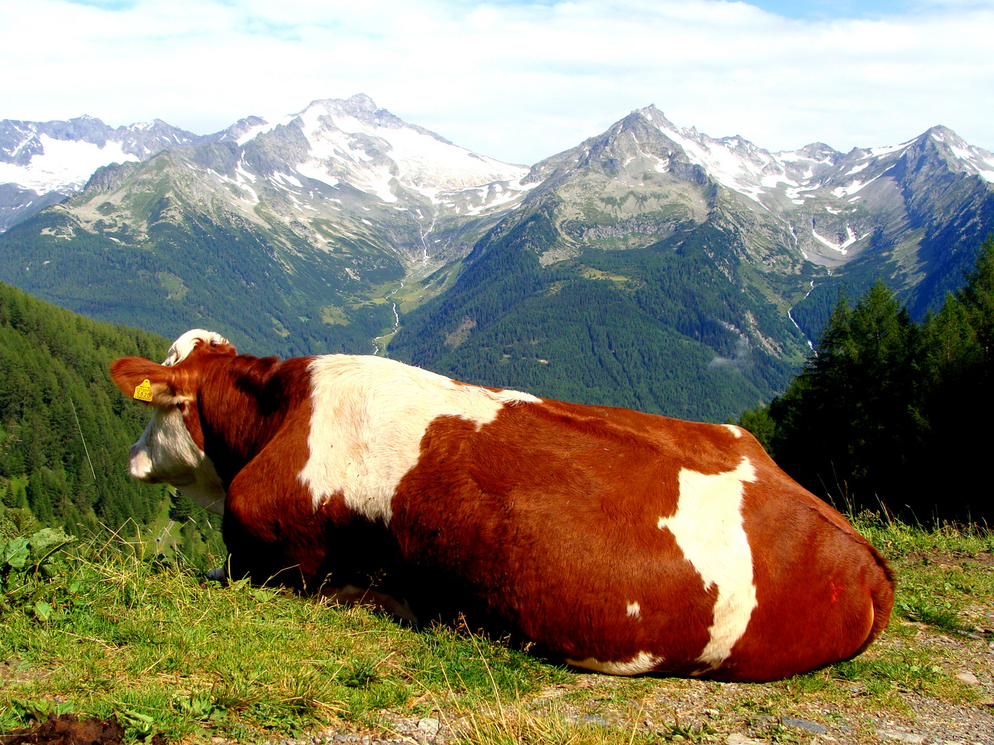 Königin der Alpen