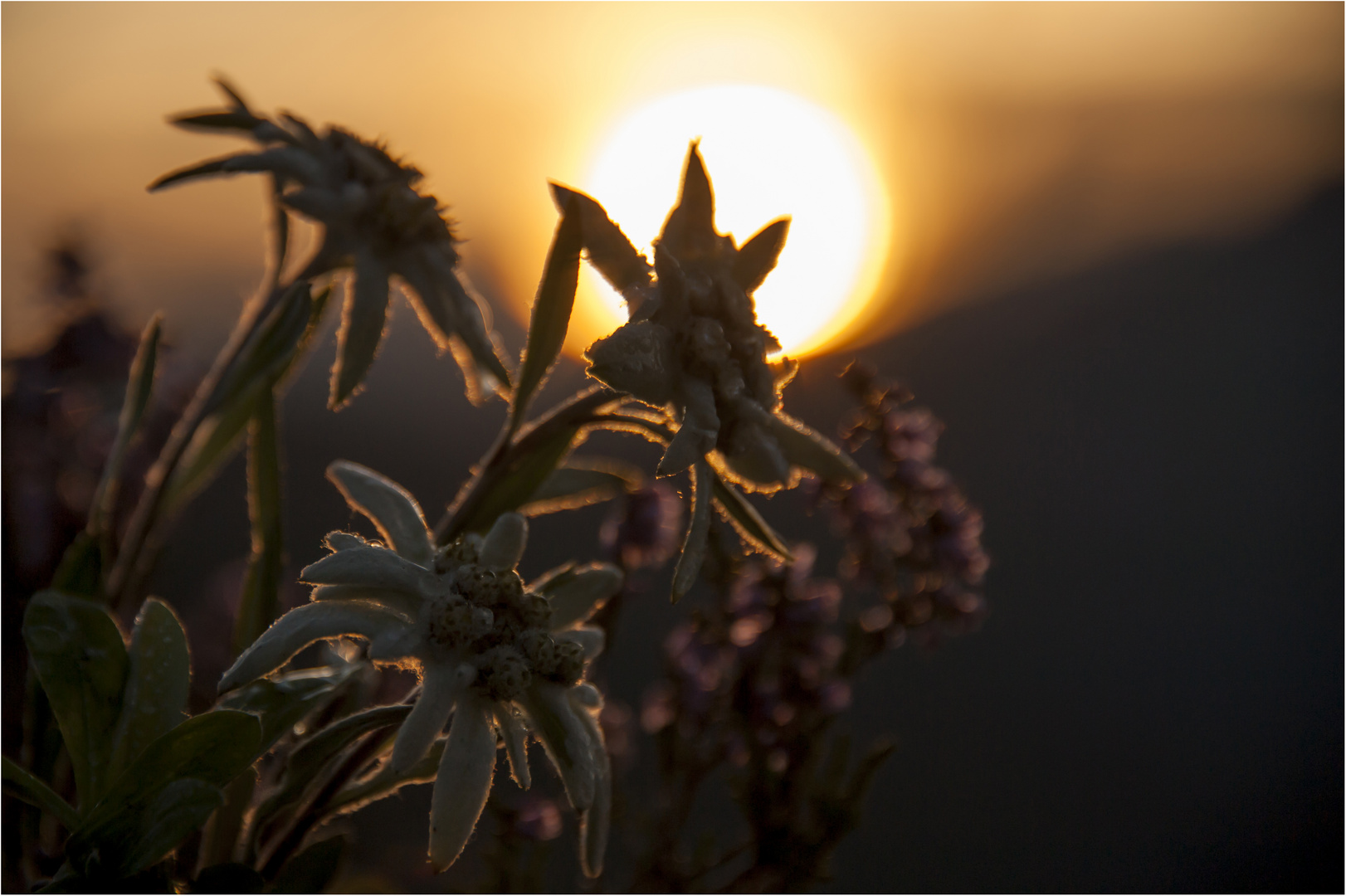 Königin der Alpen im Sonnenuntergang