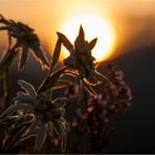 Königin der Alpen im Sonnenuntergang