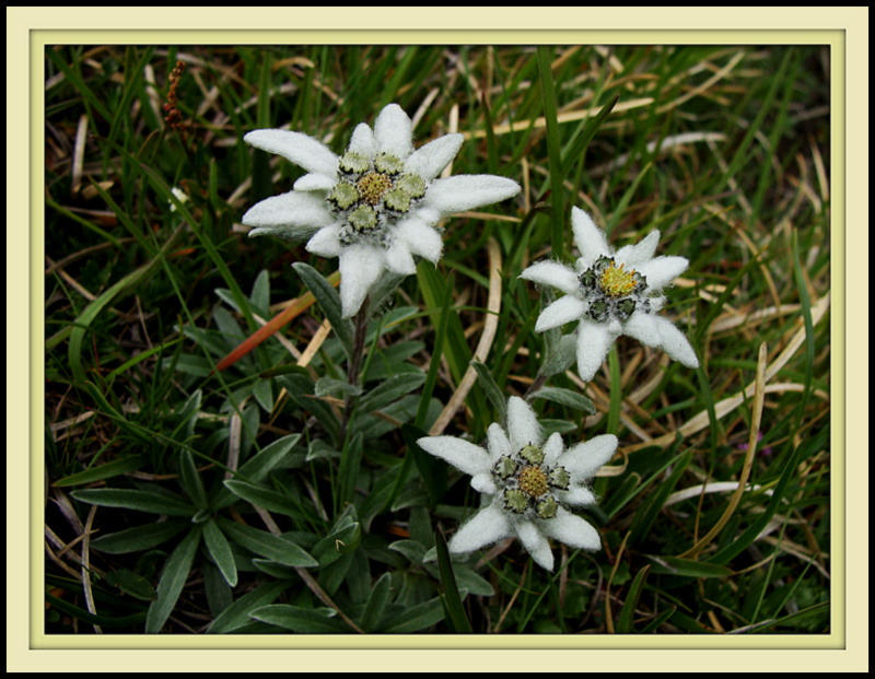 Königin der Alpenblumen...