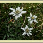 Königin der Alpenblumen...