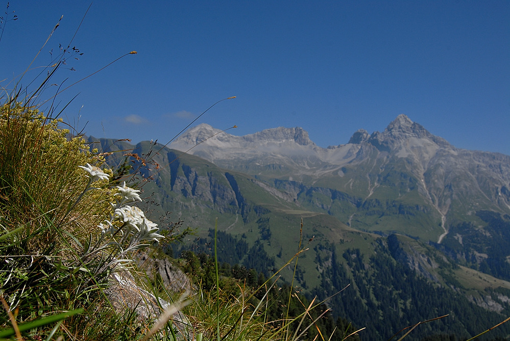 Königin der Alpenblumen