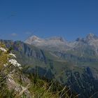 Königin der Alpenblumen