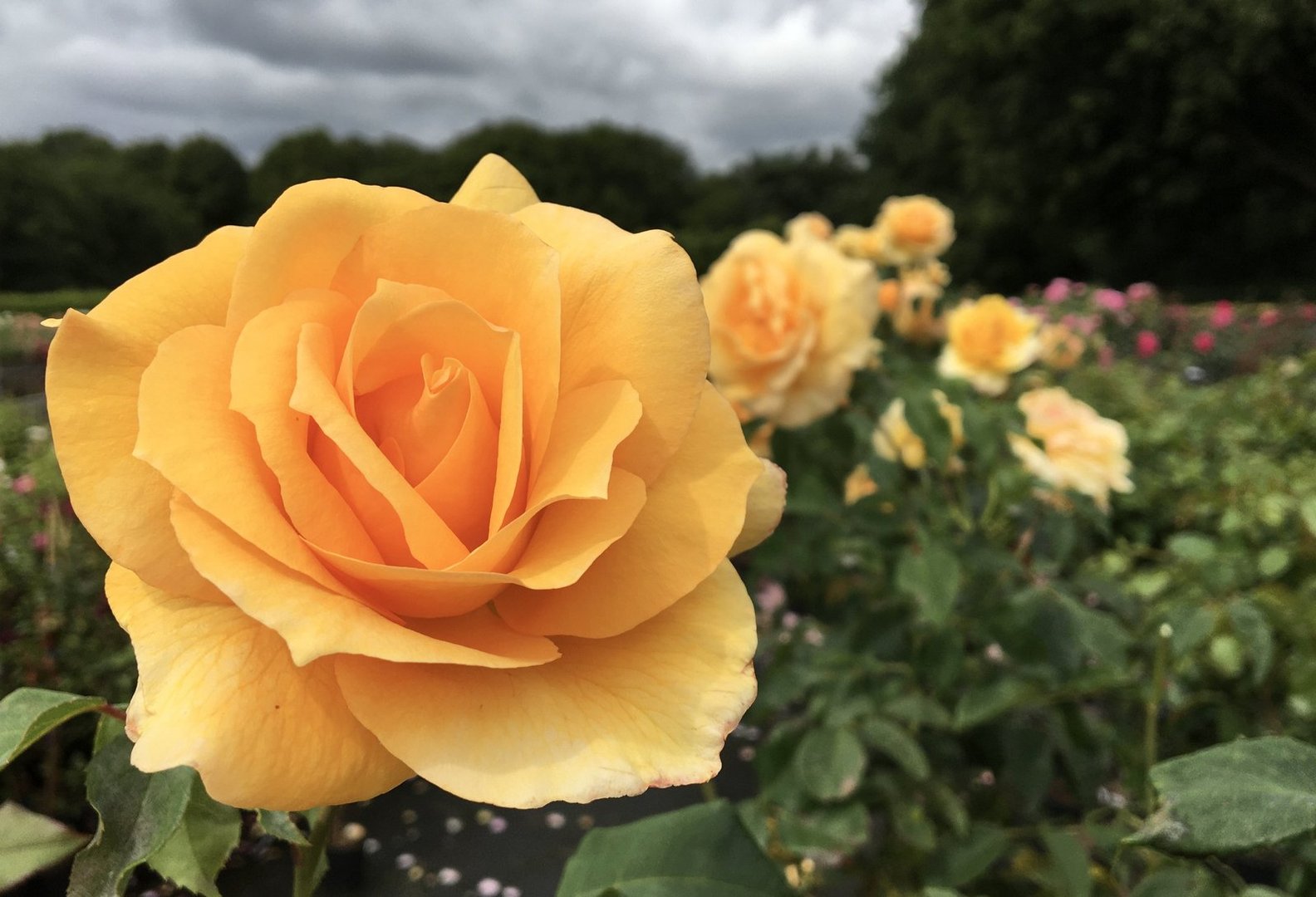 Königin der Blumen