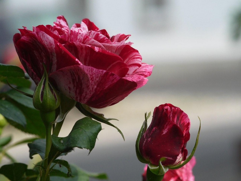 Königin der Blumen ............