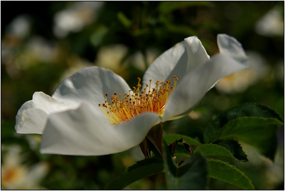 Königin der Blumen (2)