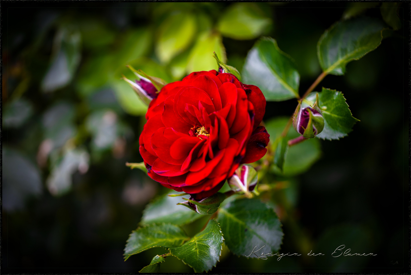 Königin der Blumen