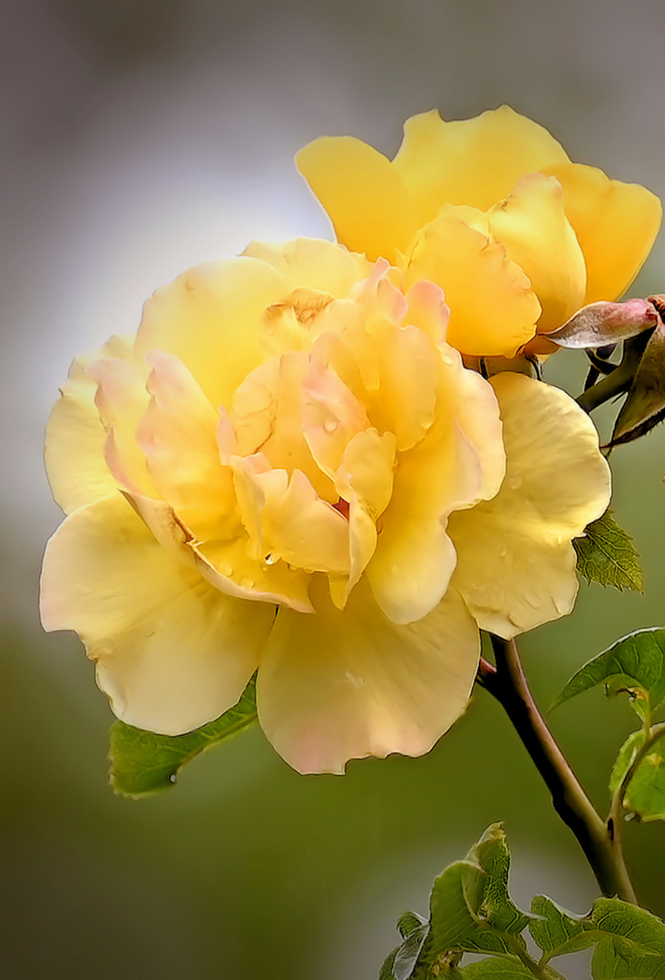 Königin der Blumen