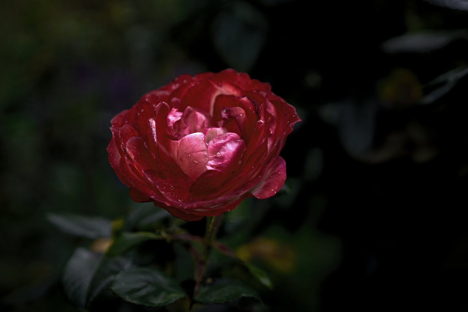 Königin der Blumen