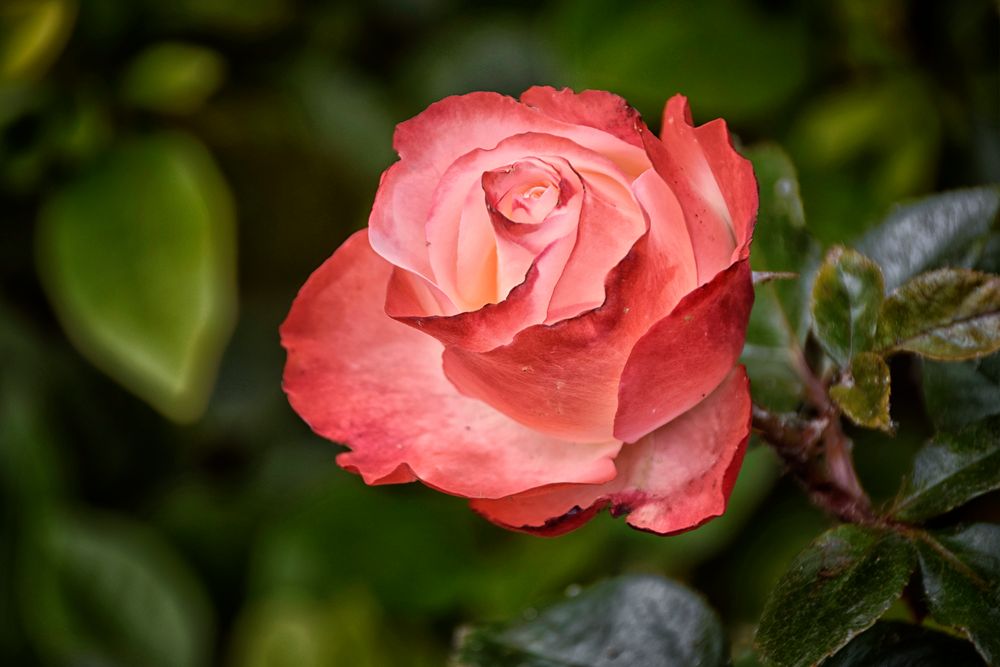 Königin der Blumen