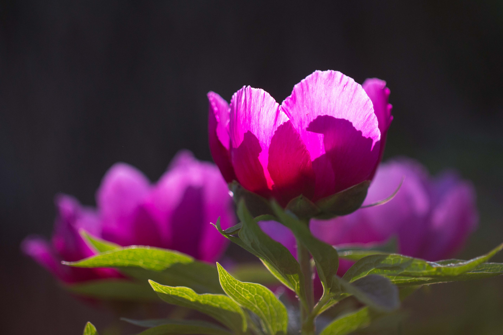 ...Königin der Blumen!