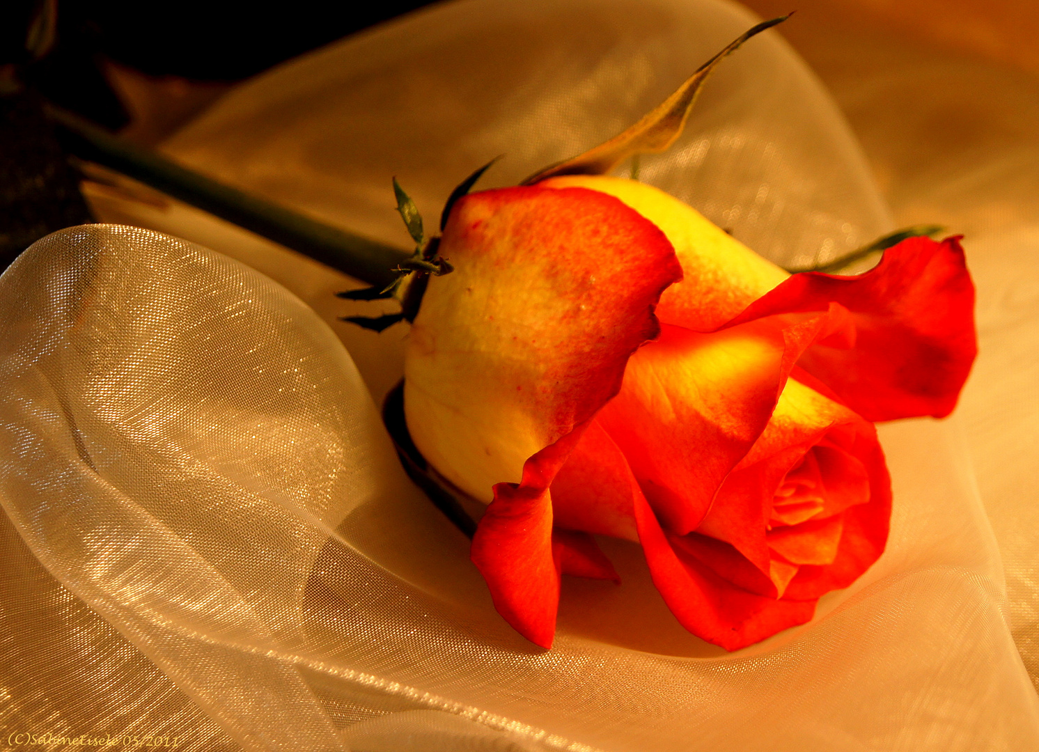 Königin der Blumen