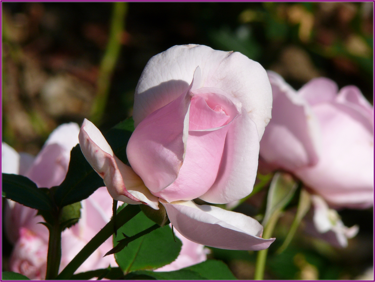 Königin der Blumen