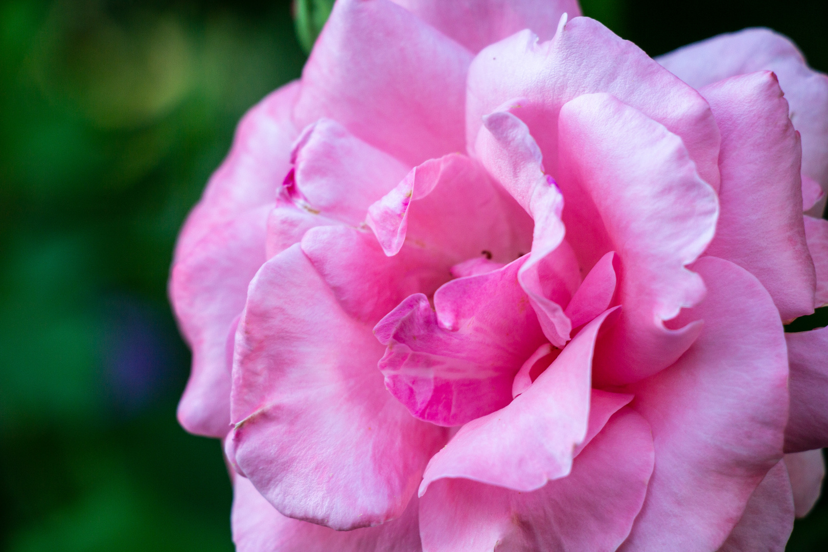 Königin der Blumen