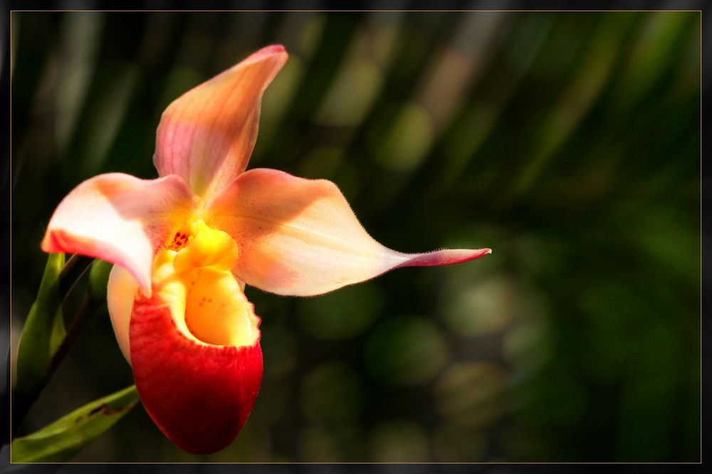 Königin der Blumen