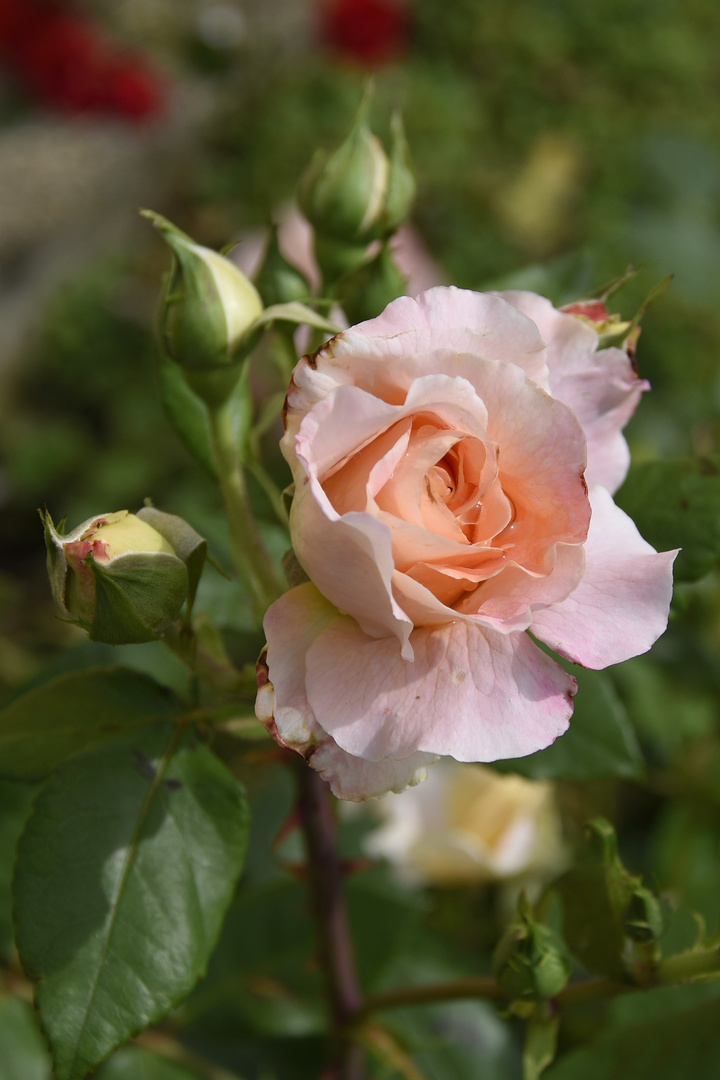 Königin der Blumen