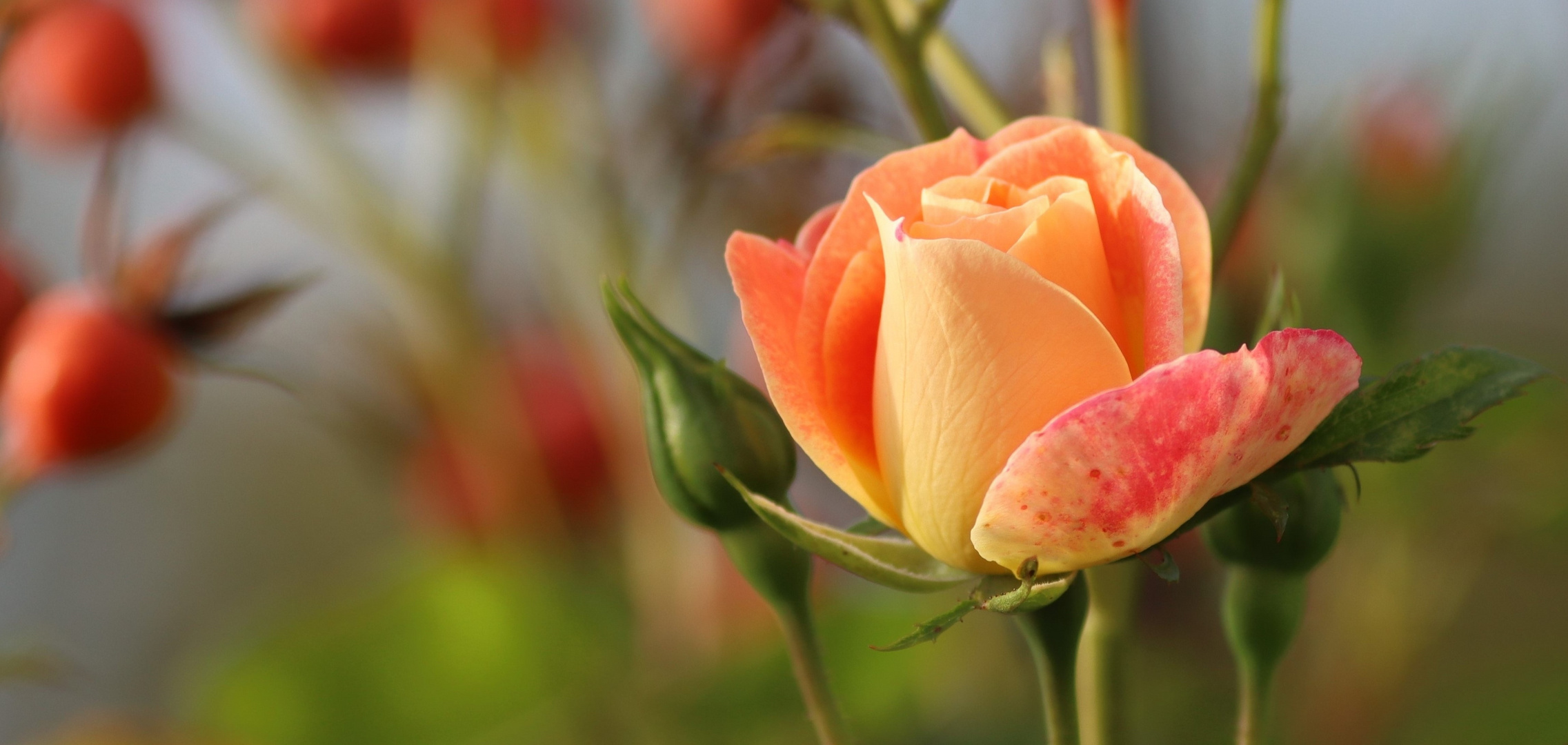 Königin der Blumen