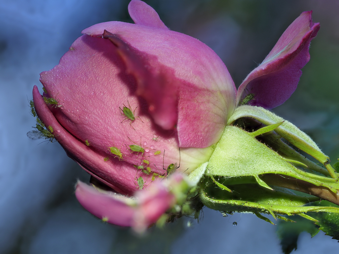 Königin der Blumen in Gefahr